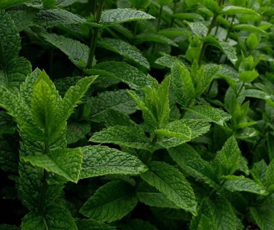 FOURGANIC Mint mentha piperita Herb Seed(250 per packet)