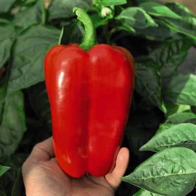 Biosnyg F1 Hybrid Red King Capsicum Vegetable Seeds For Gardening-(100 Seeds) Seed(100 per packet)