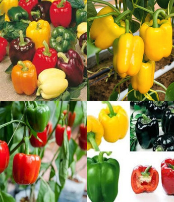ibains Cayenne pepper seeds shimla mirchi beez 26 Seed(26 per packet)