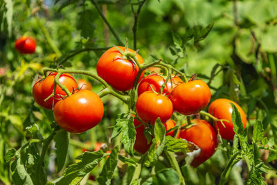 gkseeds tomato Seed(75 per packet)