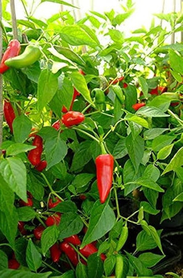 BSARKAR Bullet chilli seed Seed(30 per packet)