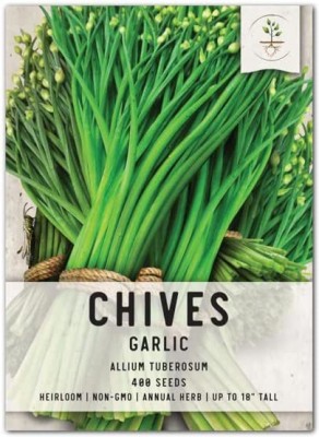 CYBEXIS XLR-40 - Garlic(Chinese) chives - (2250 Seeds) Seed(2250 per packet)