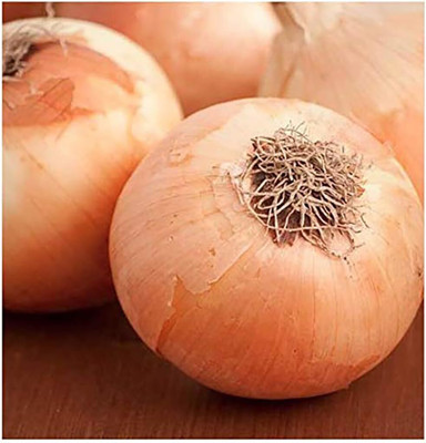 KNESSiN Yellow Spanish Onion Vegetable Seeds For Gardening-(2400 Seeds) Seed(2400 per packet)