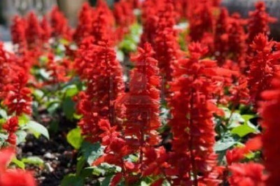 Qualtivate HYB-1A Scarlet Red Sage Salvia Flower Seeds Seed(100 per packet)