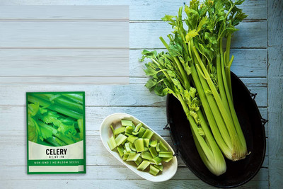 CYBEXIS XL-80 - Celery Utah Tall - (250 Seeds) Seed(250 per packet)