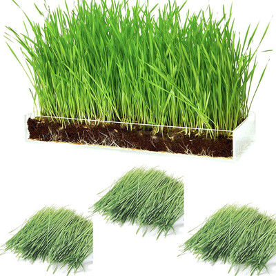 CYBEXIS LX-64 - Cat Wheatgrass - (2500 Seeds) Seed(2500 per packet)