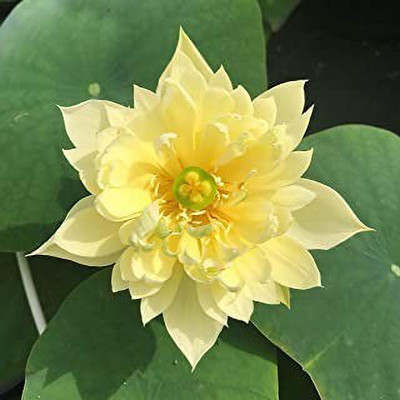 MAA Lotus Seed(40 per packet)