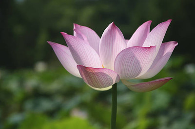 RnB lotus,kamal gatta Seed(10 per packet)