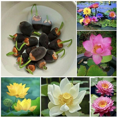 SEMINA VITA lotus flower seeds Seed(27 per packet)