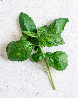 Quentova BASIL ITALIAN-NDIR Seed(300 per packet)