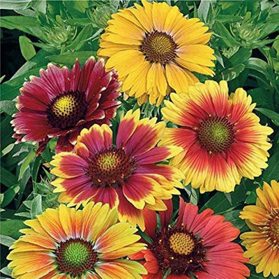VibeX PAU-28 - Russian Gaillardia. Mixture of Colors of Gaillardia - (540 Seeds) Seed(540 per packet)