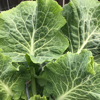 WILLVINE PUAS -X Carolina Yellow Cabbage Collard Seeds [50g] Seed(15000 per packet)