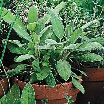 CYBEXIS VXI-70 - Imported Sage - (450 Seeds) Seed(450 per packet)