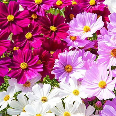 Aywal Cosmos - Double Click Mixed - High Germination Seed(6 g)