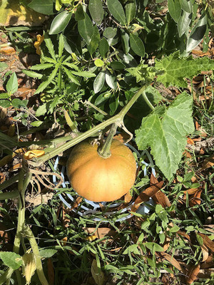 VibeX ® RXI-343 Pumpkin Seeds Orange Variety Seed(50 per packet)