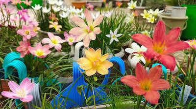 greenearthfarm Rain Lily Mix Flower Bulbs (Pack of 9) Seed(9 per packet)