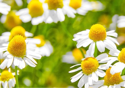 VibeX LX-30 - Roman Chamomile - (750 Seeds) Seed(750 per packet)