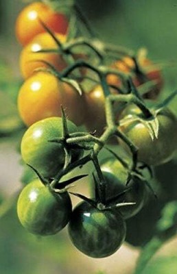 Qualtivate GBPT-4A Sun Gold Hybrid Tomato Seed(300 per packet)