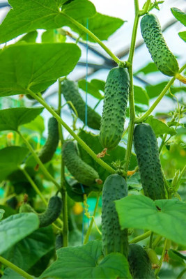 GREENSEA Cucumber Seeds for Home Garden | High Yield | Organic Vegetable Seed(104 per packet)