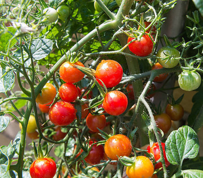 VNR tomato Seed(85 per packet)