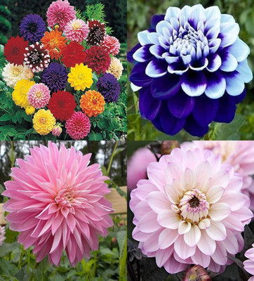 ibains Daliya big flower plant seeds beez 32 Seed(32 per packet)