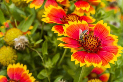 Aywal Gaillardia Double Mixed Flower Seed(40 per packet)