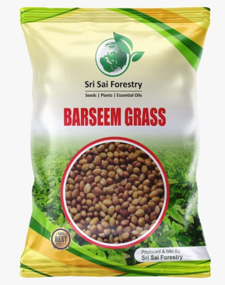 SRI SAI FORESTRY BERSEEM Grass - KING OF FODDER GRASS Seed(1000 per packet)