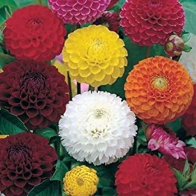 Aywal Dahlia Mixed Seed(30 per packet)