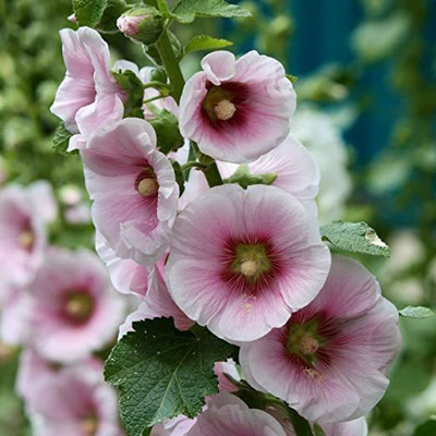 KANAYA Hollyhock Double Mix Seed(25 per packet)