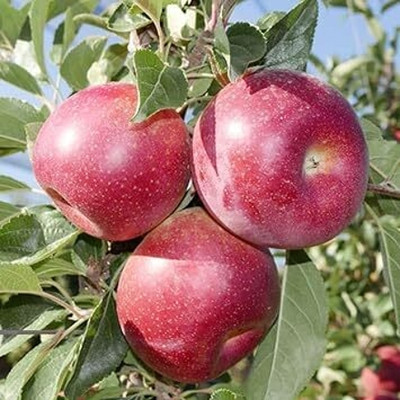 ACMS JAWAH 88/56 APPLE SEEDS FOR HOME AND GARDEN Seed(20 per packet)
