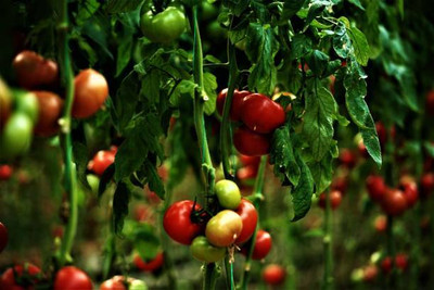 wequality tomato Seed(85 per packet)