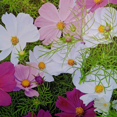 Seedsqlty cosmos flower seeds hybrid, high germination (55 seeds) Seed(55 per packet)