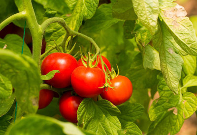 Modinity tomato Seed(75 per packet)