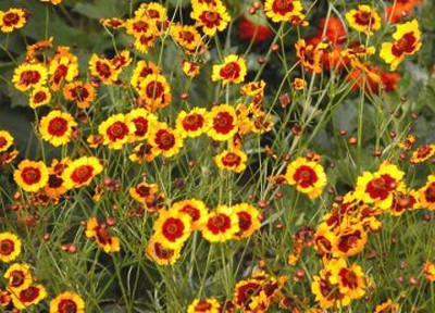 Mozette Exotic coreopsis Seed(23 per packet)