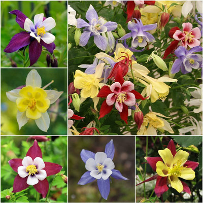 WILLVINE ™ Giant Star Columbine Mix (Aquilegia caerulea)-500 SEEDS Seed(500 per packet)