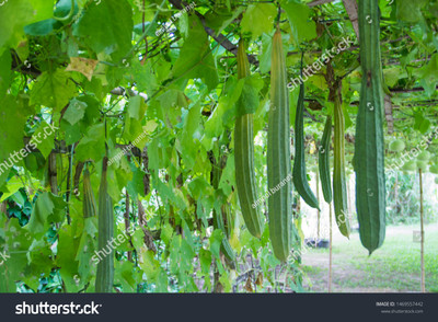 Paudhaa F1 best quality RIDGE GOURD Seed(20 per packet)