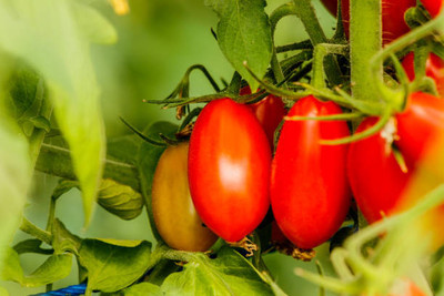 Upjau tomato Seed(55 per packet)