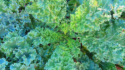 WILLVINE PUAS -VI Dwarf Blue Curled Scotch Kale [10g] Seed(3000 per packet)