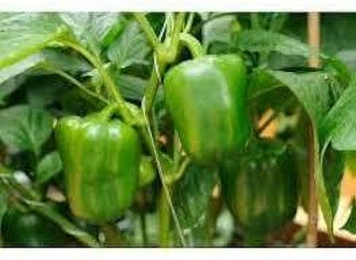 BDSresolve Capsicum Vegetable Seeds For Home Garden pack of 26 Seed(26 per packet)