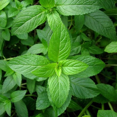 Qualtivate GBPT-4A Organic Peppermint Herb Seeds Seed(200 per packet)