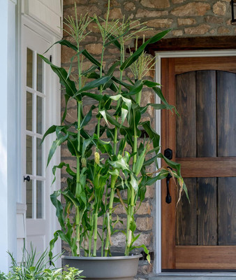 Qualtivate HUA-8A On Deck Sweet Corn Seeds Seed(400 per packet)