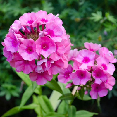 Lorvox Phlox Flower Seed, Fragrant Dwarf Hybrid Beauty Mixed Seed(38 per packet)