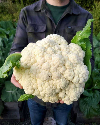 SEMINA VITA F1 Hybrid Cauliflower seeds, ful gobi, gobi seeds for farming Seed(53 per packet)