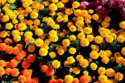 AtoZprintshop marigold/gende ka phool flower seeds Seed(25 per packet)