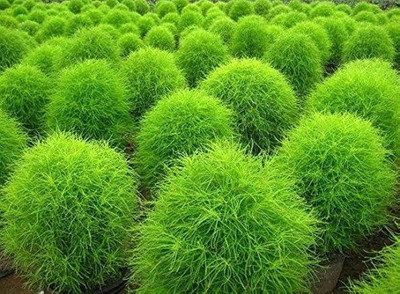 wequality kochia seeds for gardening/Kochia seeds 26 Seed(26 per packet)