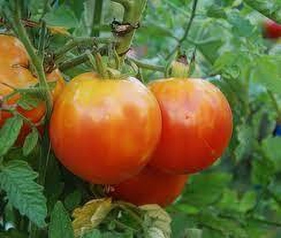 LPR TOMATO, TAMATAR Seed(100 per packet)