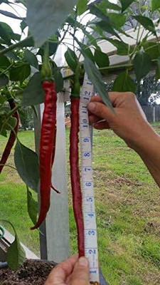 KNESSiN Thunder Mountain Longhorn Cayenne Seed(200 per packet)