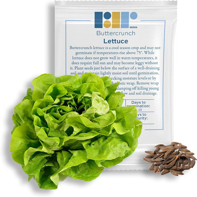 CYBEXIS LX-47 - Buttercrunch Lettuce - (450 Seeds) Seed(450 per packet)