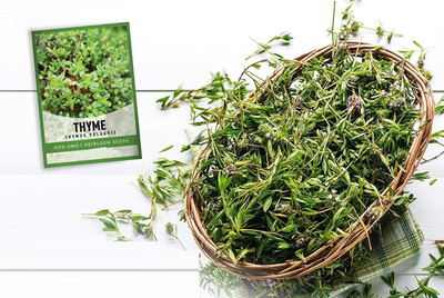 CYBEXIS VXI-70 - Certified Organic Summer Thyme - (1350 Seeds) Seed(1350 per packet)