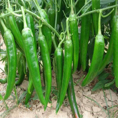 CYBEXIS Pepper Seeds Chaotian Chilli 2400 Seeds Seed(2400 per packet)